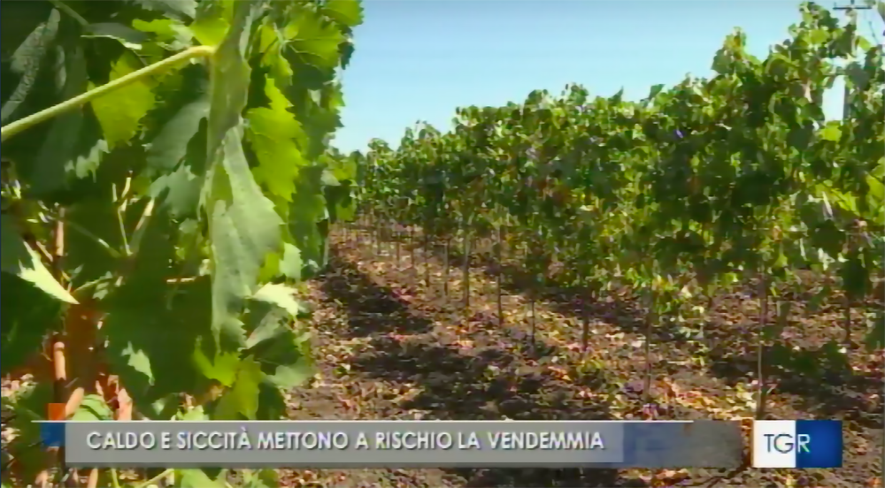 vigneti etna nord nerello mascalese siccità e caldo vendemmia 2022 - tgr rai3