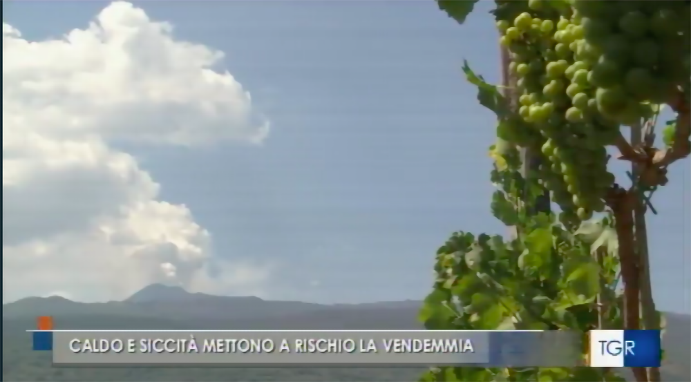 caldo e siccità vendemmia 2022 a rischio etna 