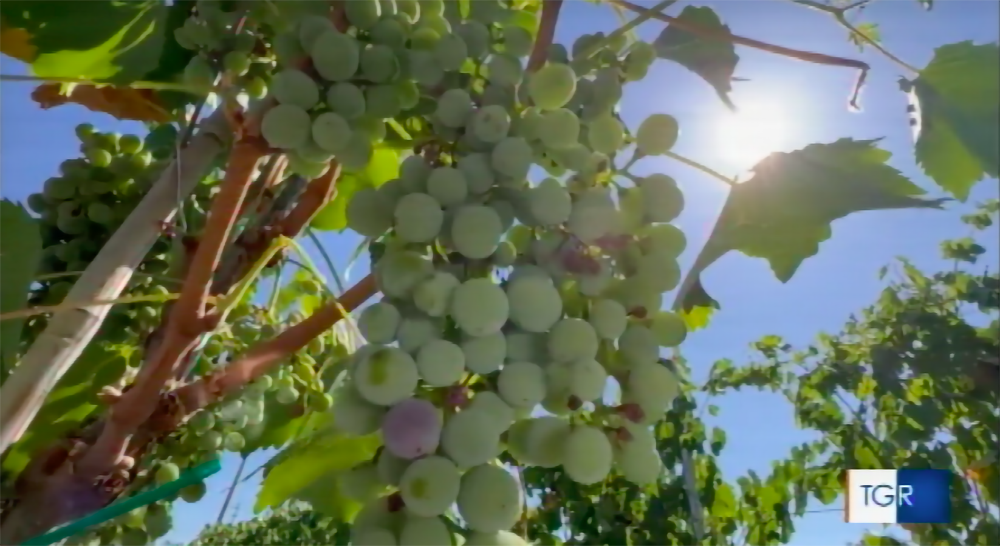 caldo e siccità vendemmia 2022 a rischio etna 